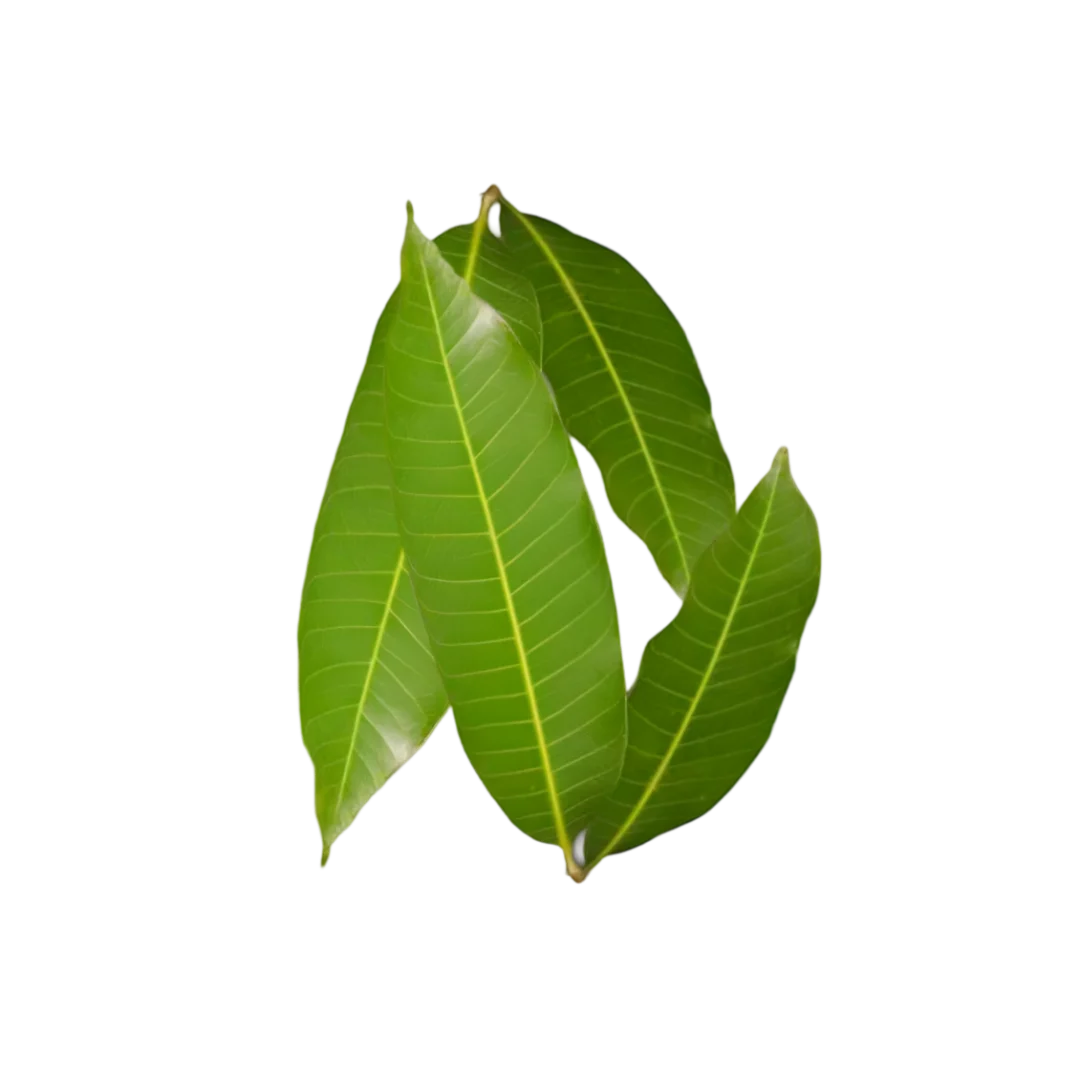 Mango Mango leaf 